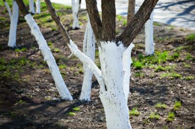Kalkanstrich: Schutzanstrich für Bäume und Obstbäume selbst herstellen
