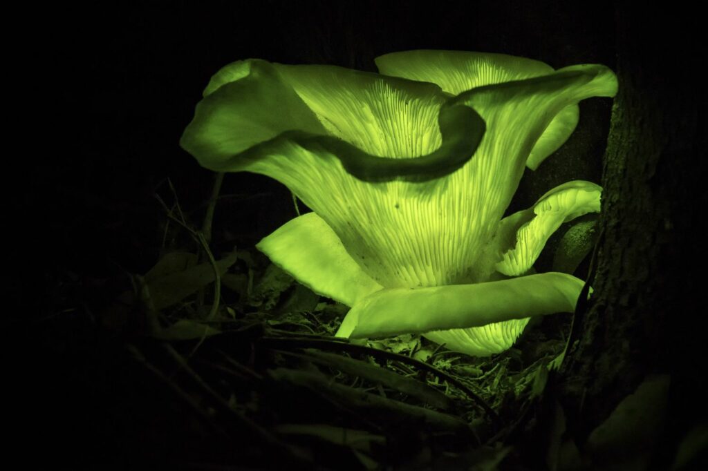 grün leuchtende Pilze