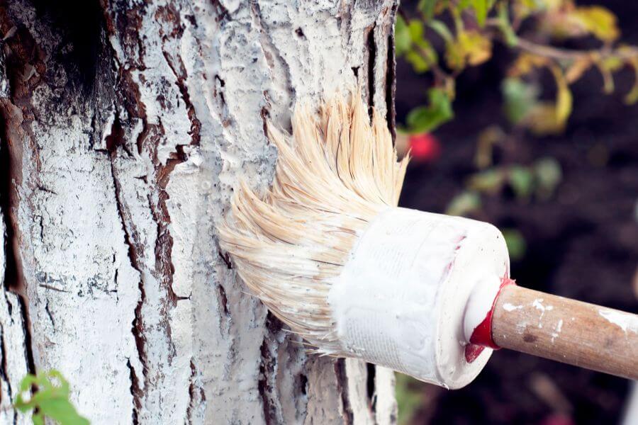 Baum wird mit Kalk angestrichen