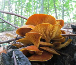 Omphalotus Olearius 1