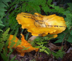 Omphalotus Olearius 5
