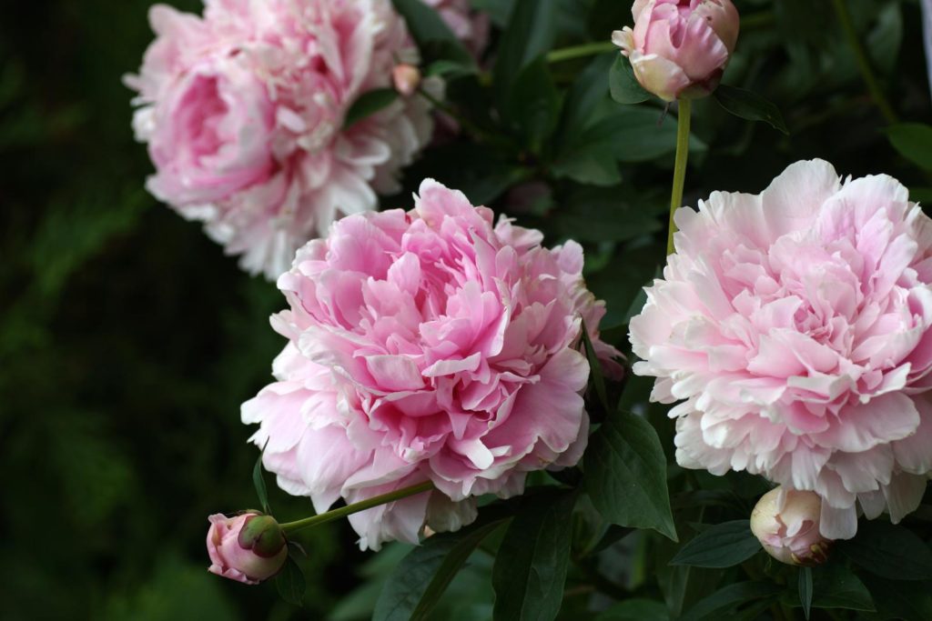 Pfingstrose mit rosa Blüten