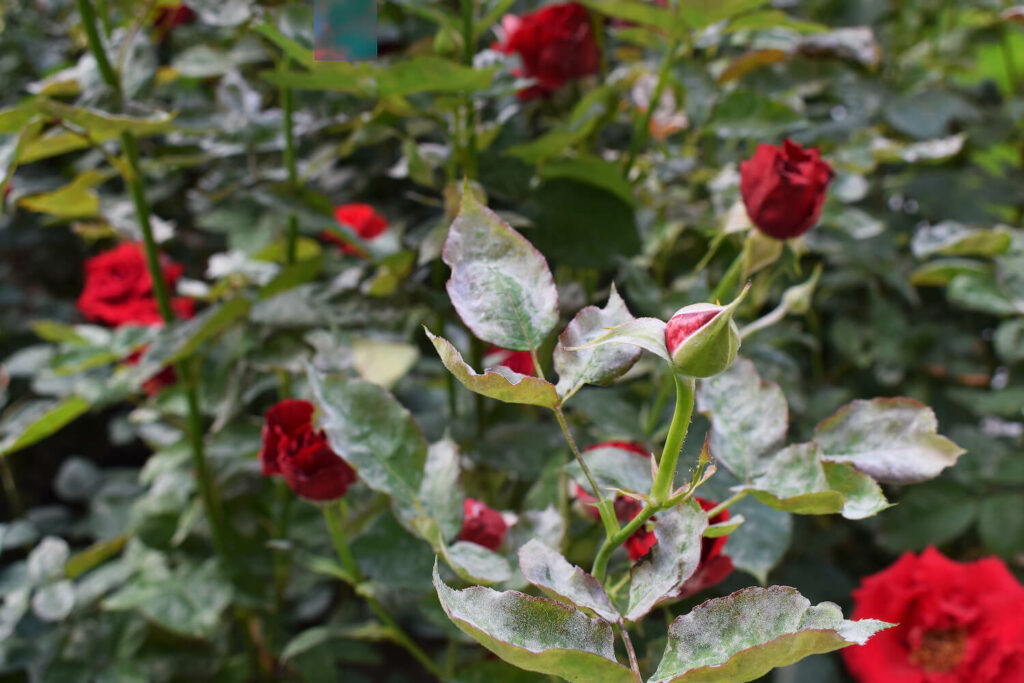 Rosenstrauch mit Mehltau