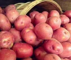 rote Kartoffeln