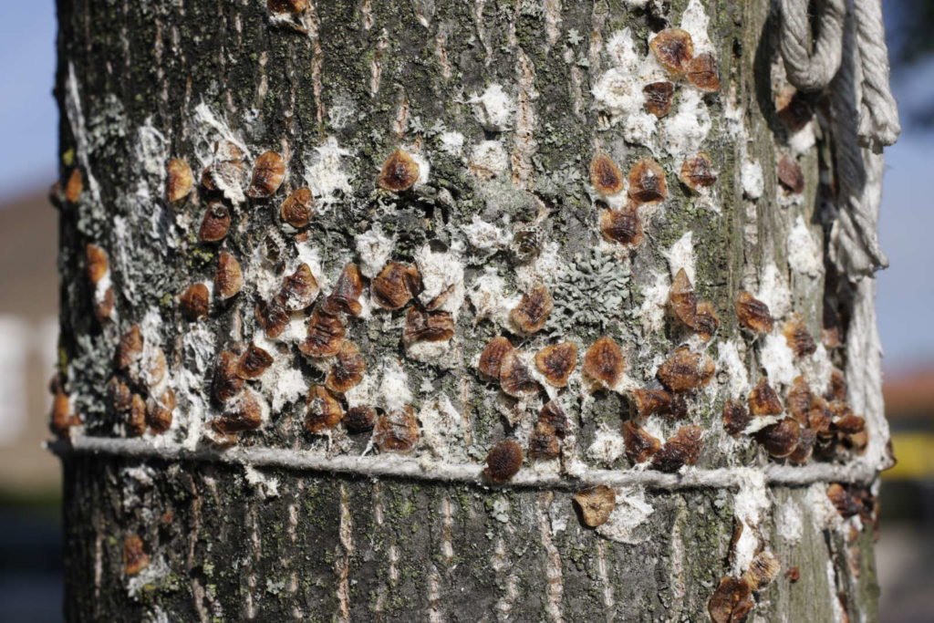 Schildläuse an einem Baum