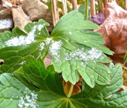 Wilde Geranie Im Schnee