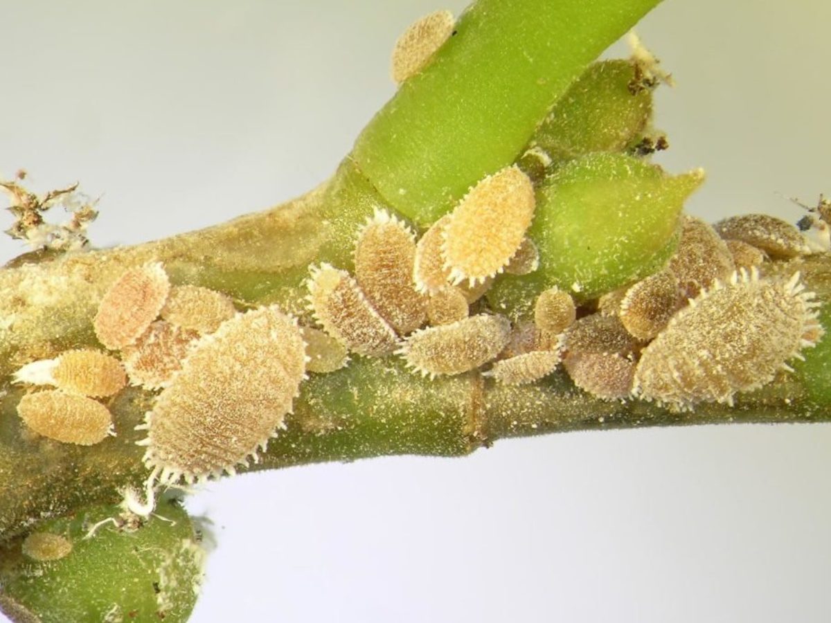 fotos de cactus Cactus Opuntia | 120cm | Online kaufen main image 1