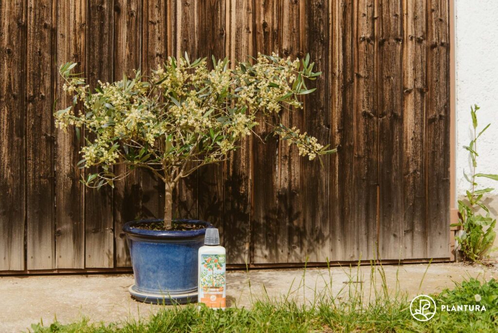 Zitrusdünger für Olivenbaum