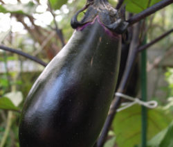 Dunkle Aubergine