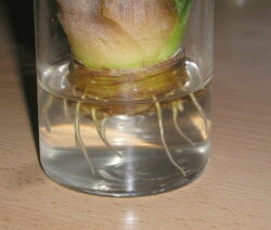 Ananas Bewurzeln 2