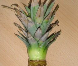 Ananas Bewurzeln 3