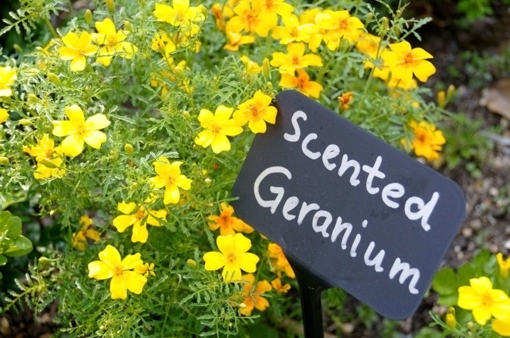 Geranien pflanzen Wann, wo & wie? Plantura