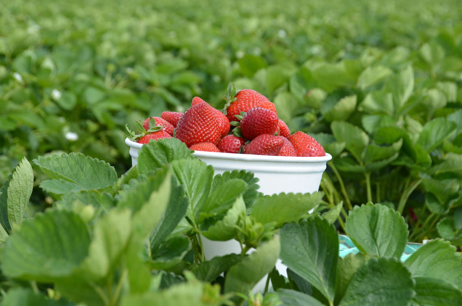 Erdbeeren pflanzen Erdbeeren aus dem eigenen Garten Plantura