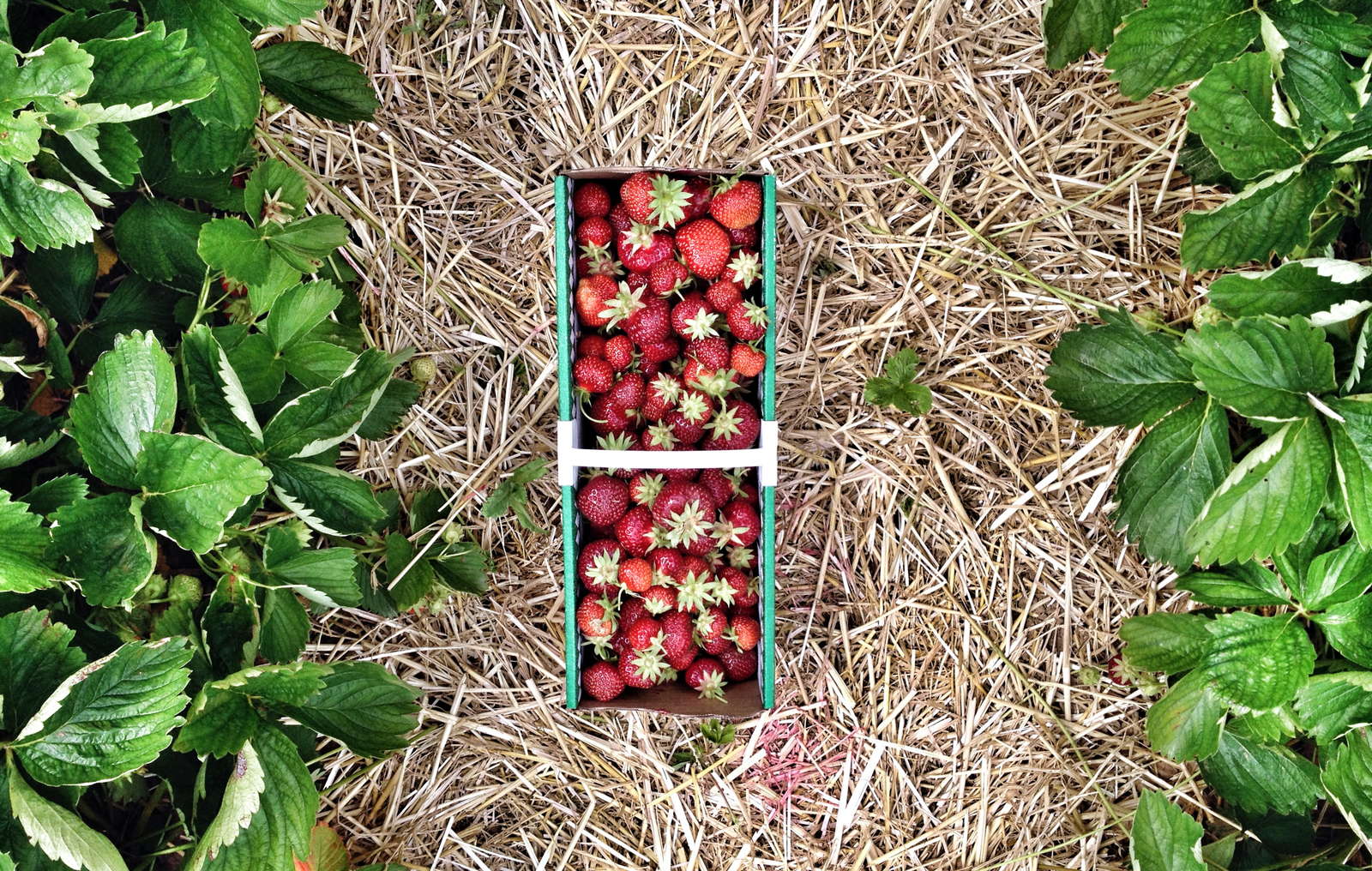 Erdbeeren pflanzen Erdbeeren aus dem eigenen Garten Plantura