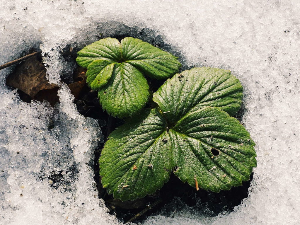 Erdbeeren überwintern und schneiden Plantura