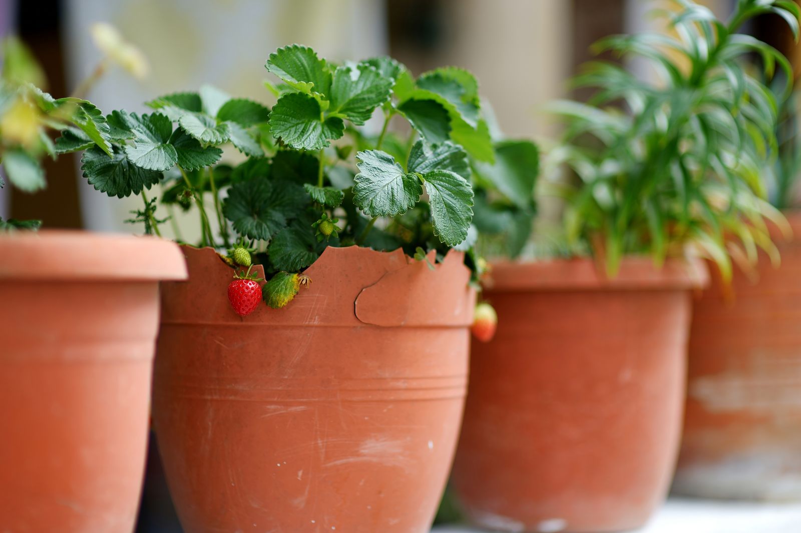 Erdbeeren Uberwintern Schneiden Plantura