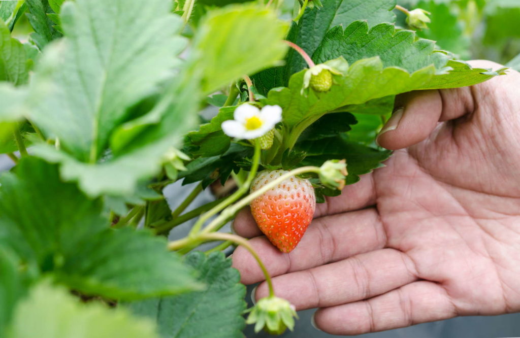 Erdbeeren düngen Anleitung & PflegeTipps Plantura