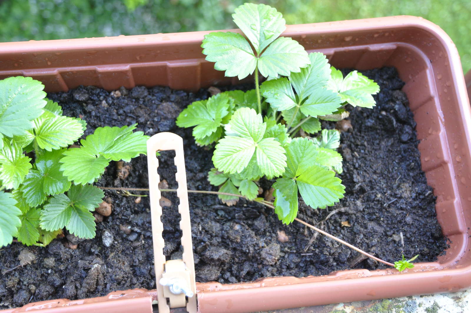 Erdbeeren pflanzen Erdbeeren aus dem eigenen Garten Plantura