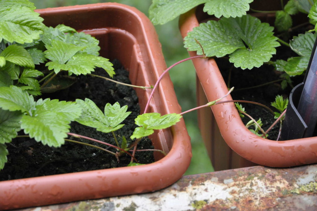 10 Tipps für eine erfolgreiche Erdbeerernte Plantura