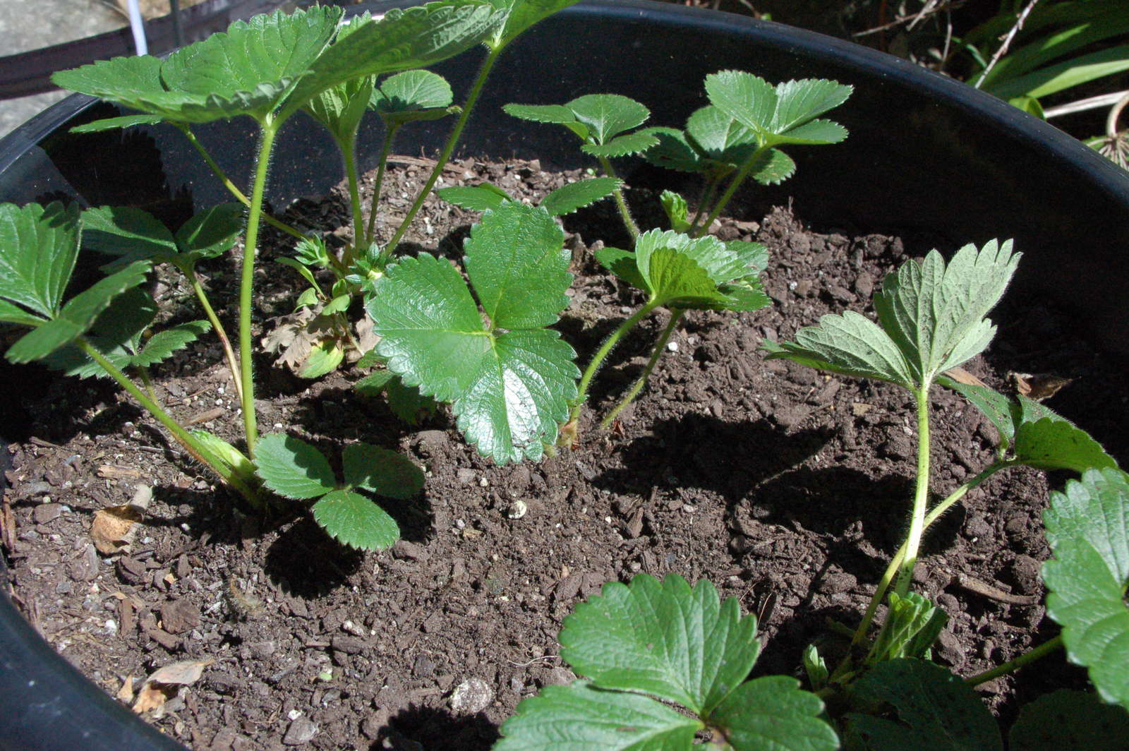 Erdbeeren überwintern und schneiden Plantura