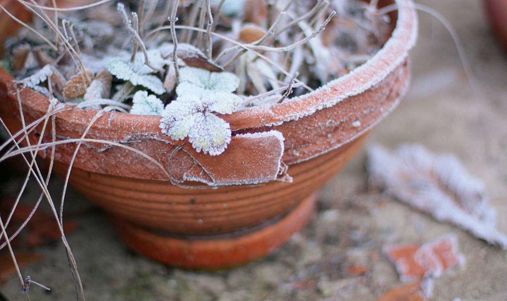 Erdbeeren überwintern und schneiden Plantura