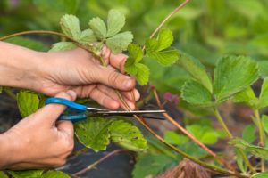 Erdbeeren überwintern & schneiden Plantura