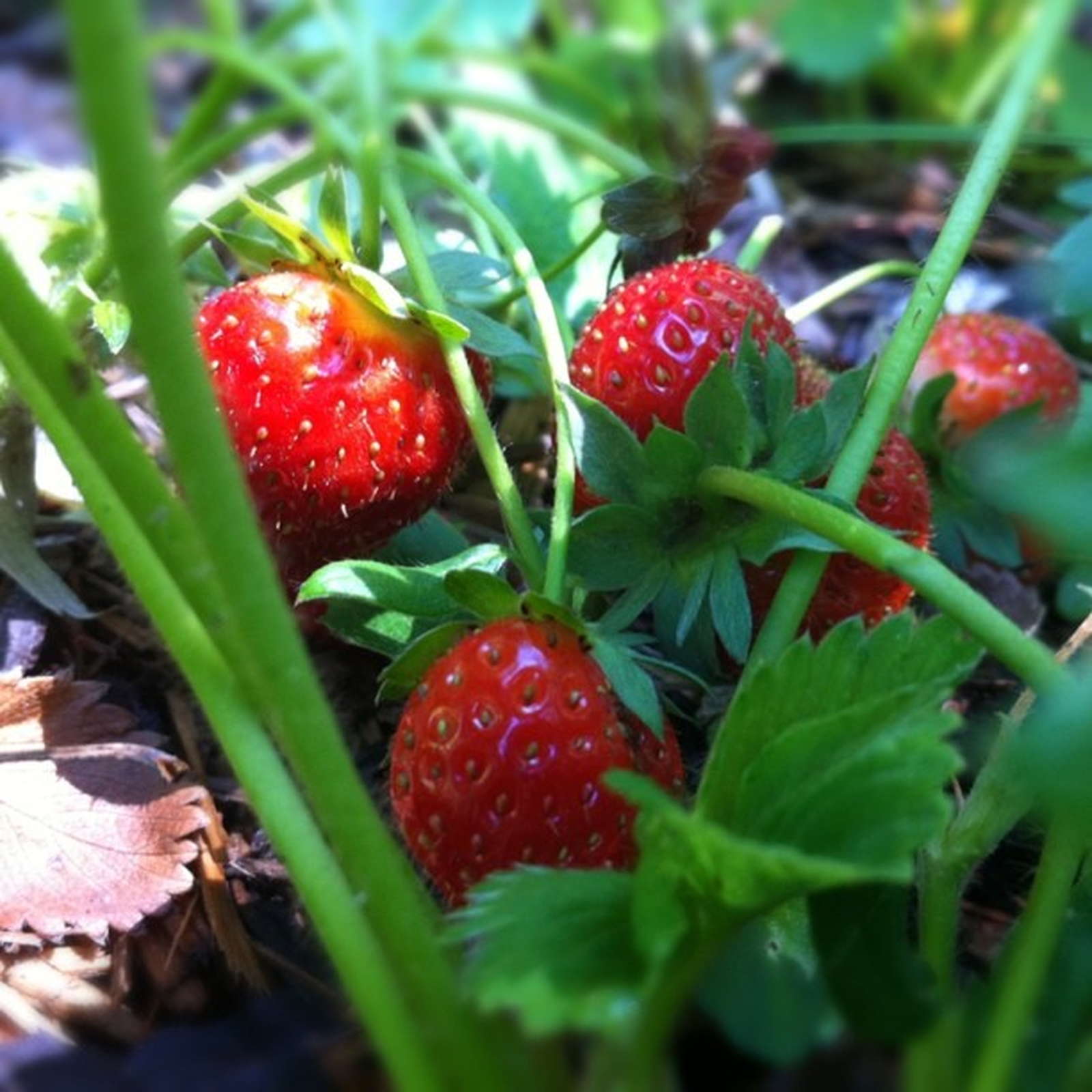 Erdbeersorten robuste, immertragende & frühreife (Übersicht) Plantura