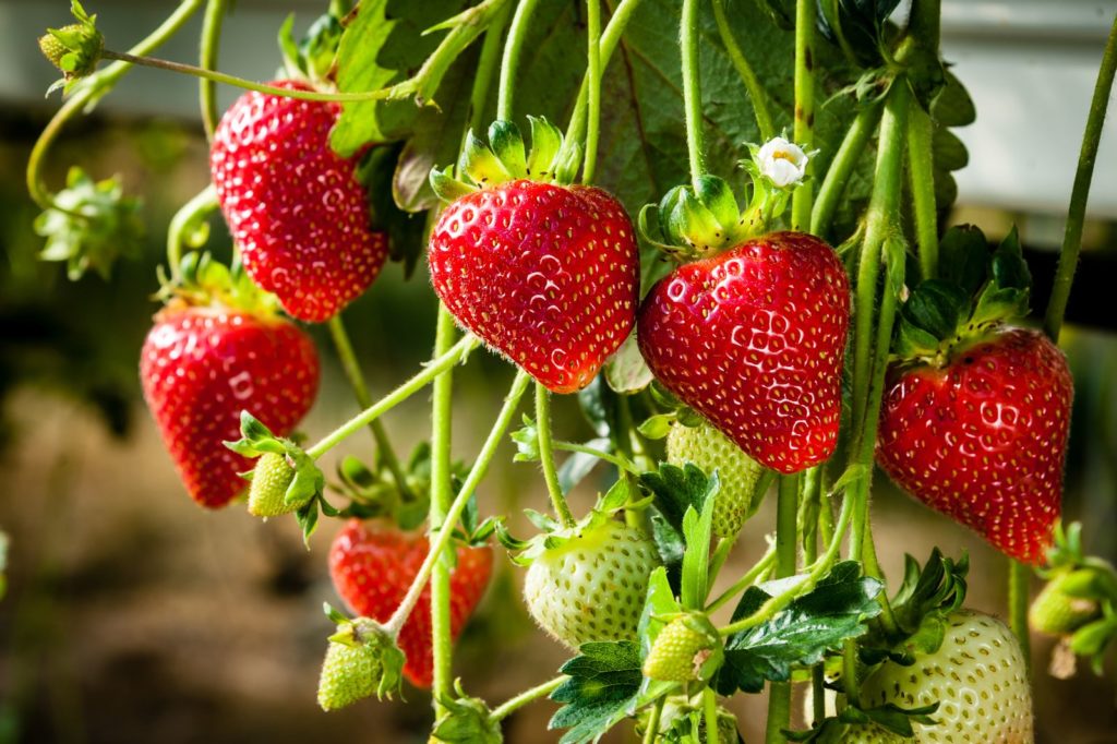 Erdbeeren ExpertenTipps vom Pflanzen bis zum Pflücken Plantura