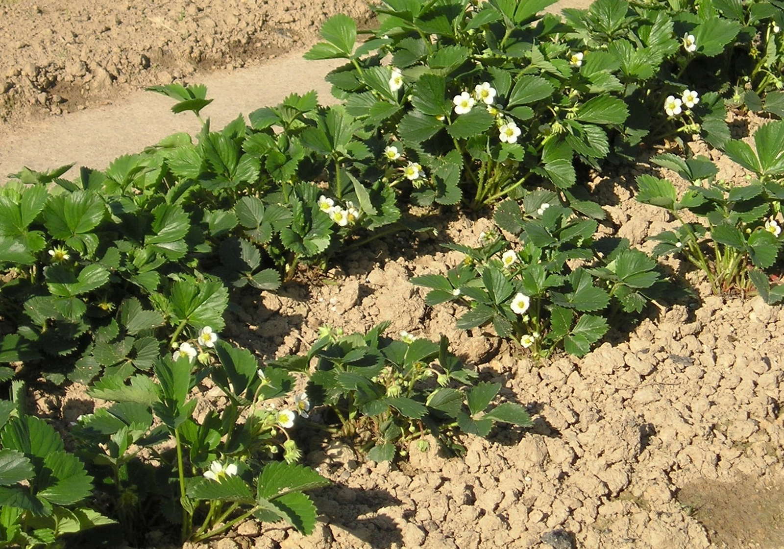 Erdbeeren pflanzen: Erdbeeren aus dem eigenen Garten ...