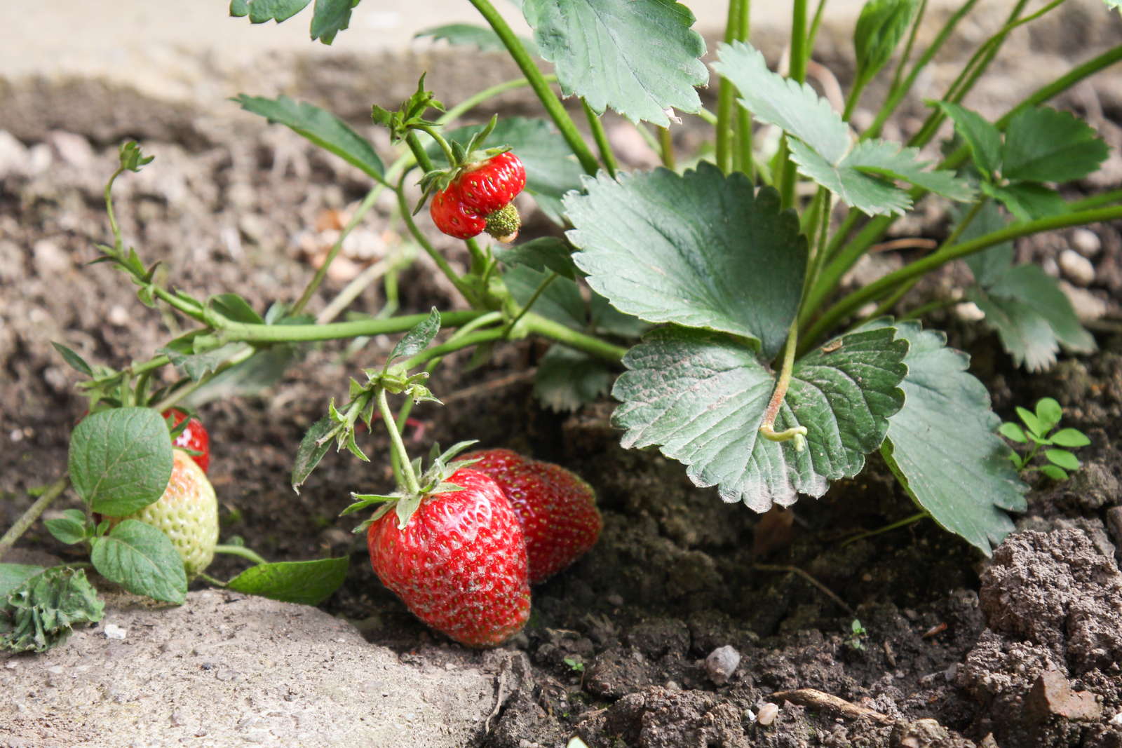 Super Erdbeeren - Rezepte Suchen