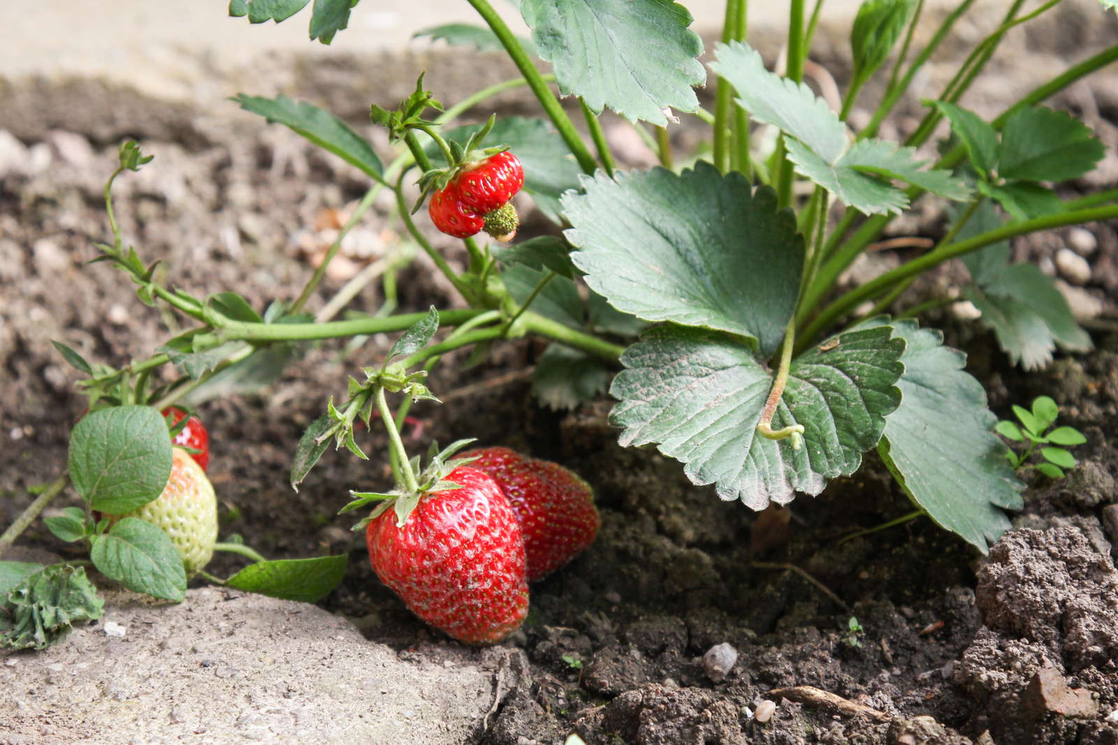 Erdbeersorten: robuste, immertragende &amp; frühreife (Übersicht) - Plantura