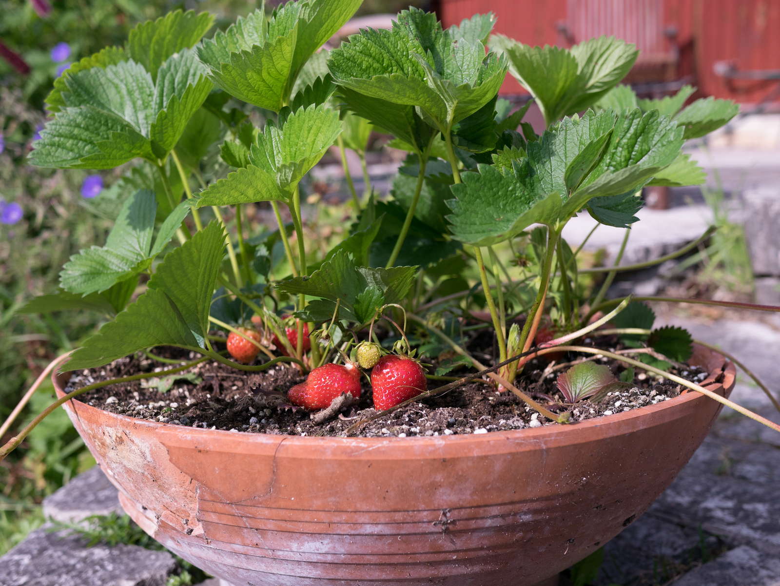 Erdbeeren pflanzen Erdbeeren aus dem eigenen Garten Plantura