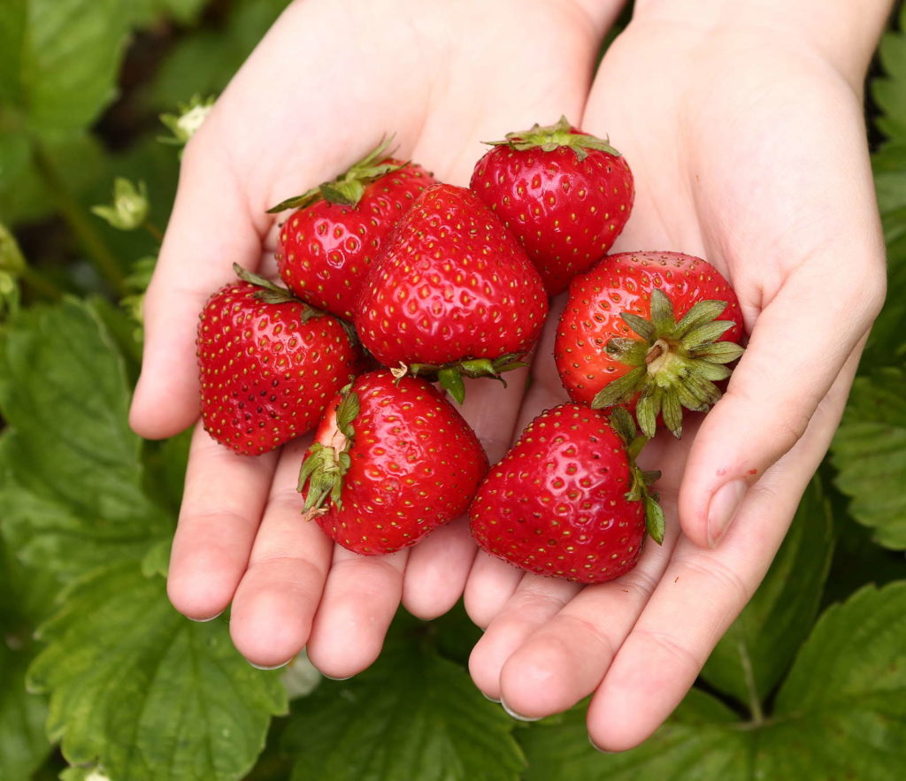 reife Erdbeeren in den Händen