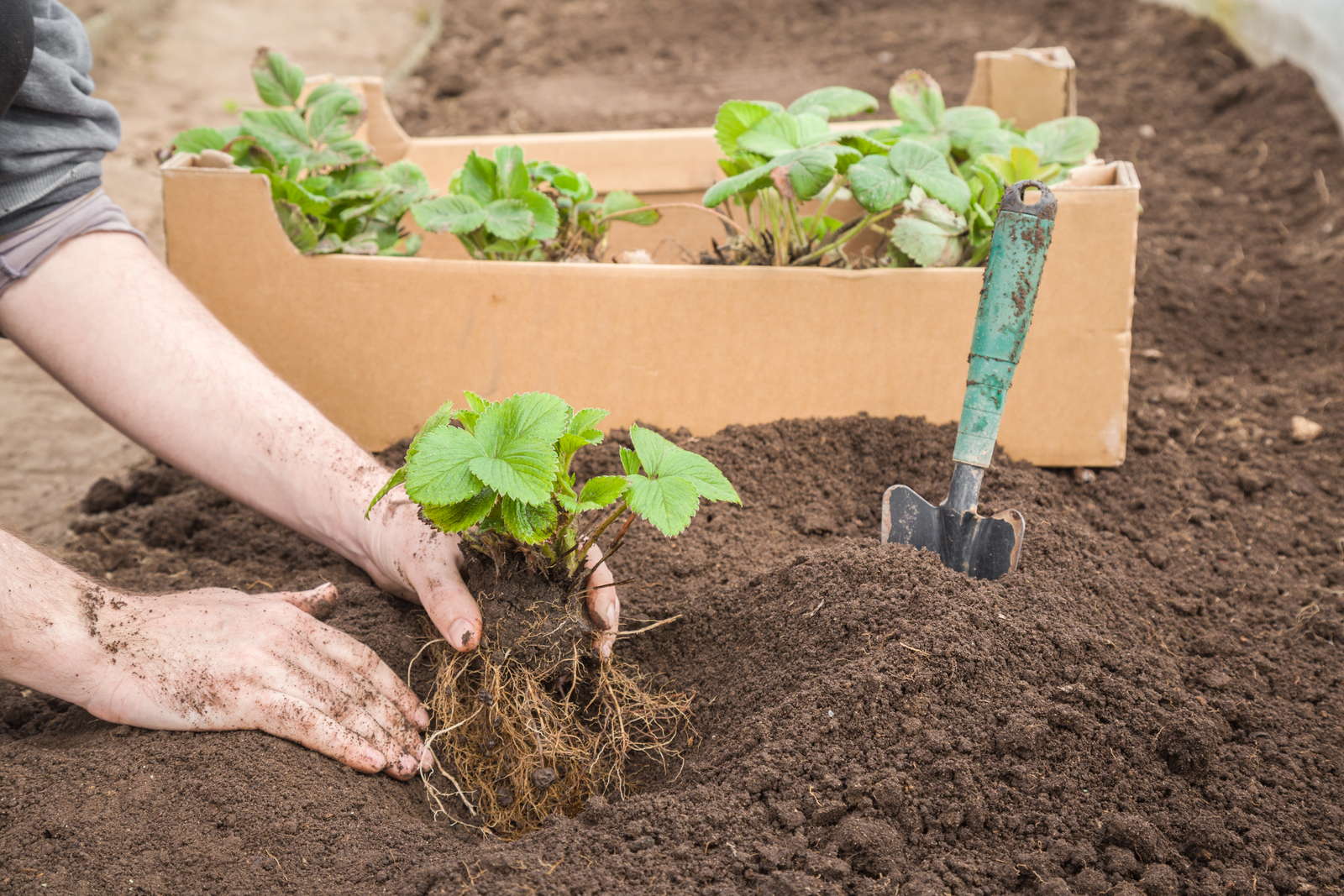 Erdbeeren pflanzen Erdbeeren aus dem eigenen Garten Plantura