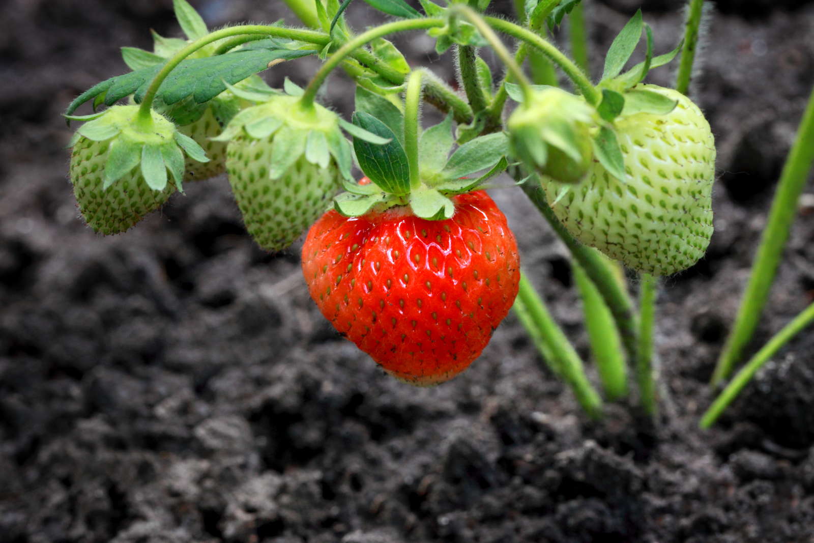 Erdbeeren pflanzen Erdbeeren aus dem eigenen Garten Plantura