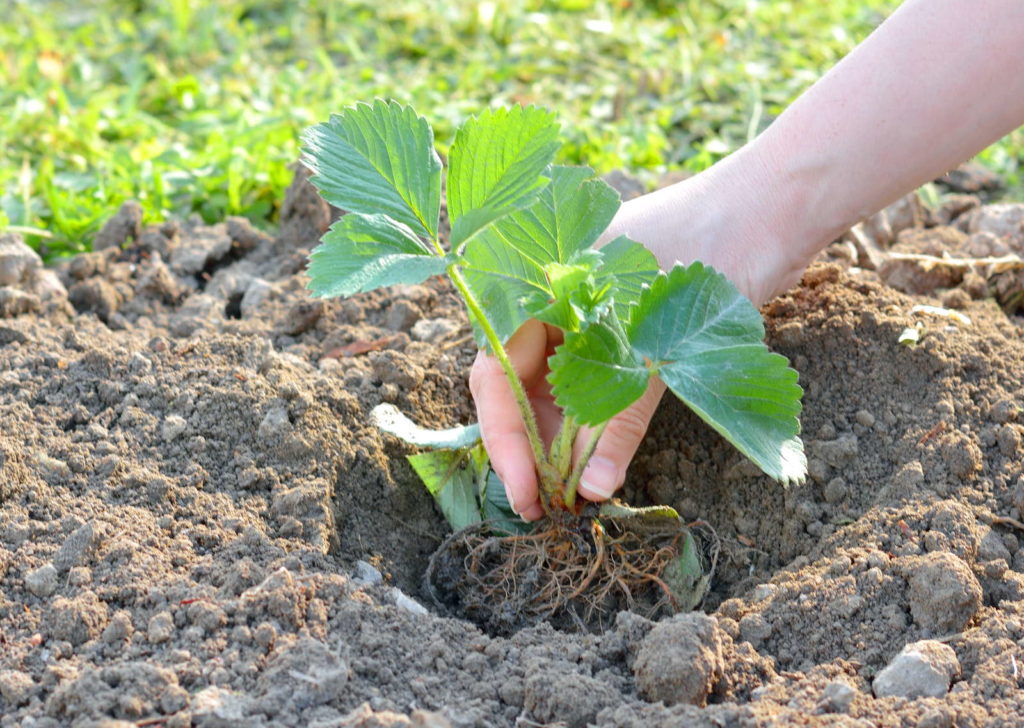 Erdbeeren pflanzen im Beet mit Hand
