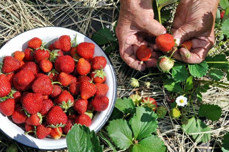 Erdbeeren richtig pflücken, lagern & haltbar machen Plantura