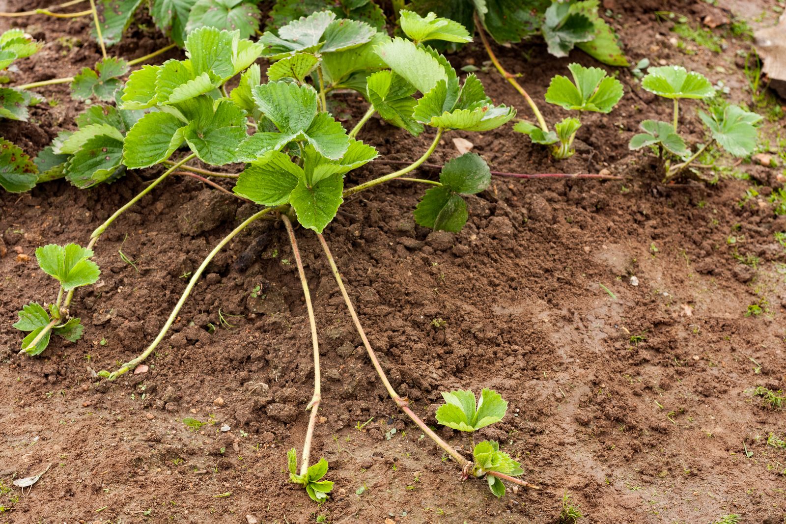 Erdbeeren ExpertenTipps vom Pflanzen bis zum Pflücken Plantura