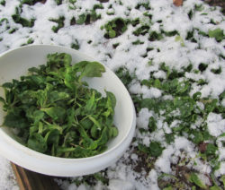 Feldsalat Im Winter Ernten
