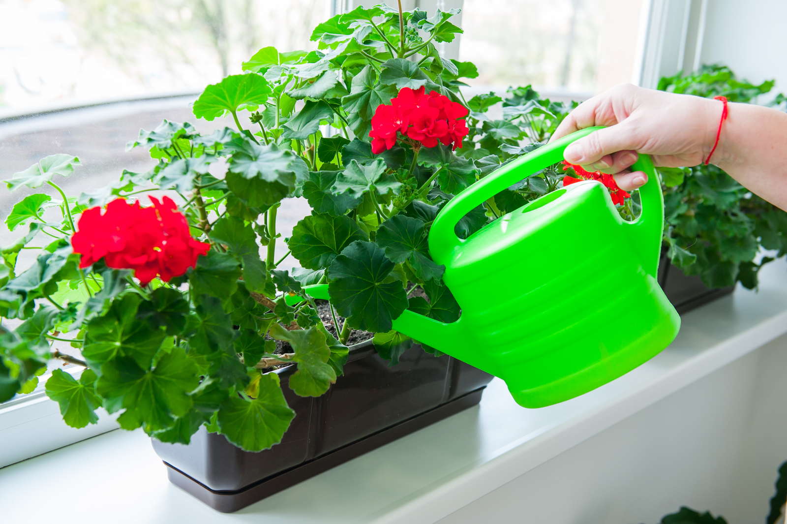38+ Geranien Pflanzen Temperatur, Bei welchen temperaturen geranien