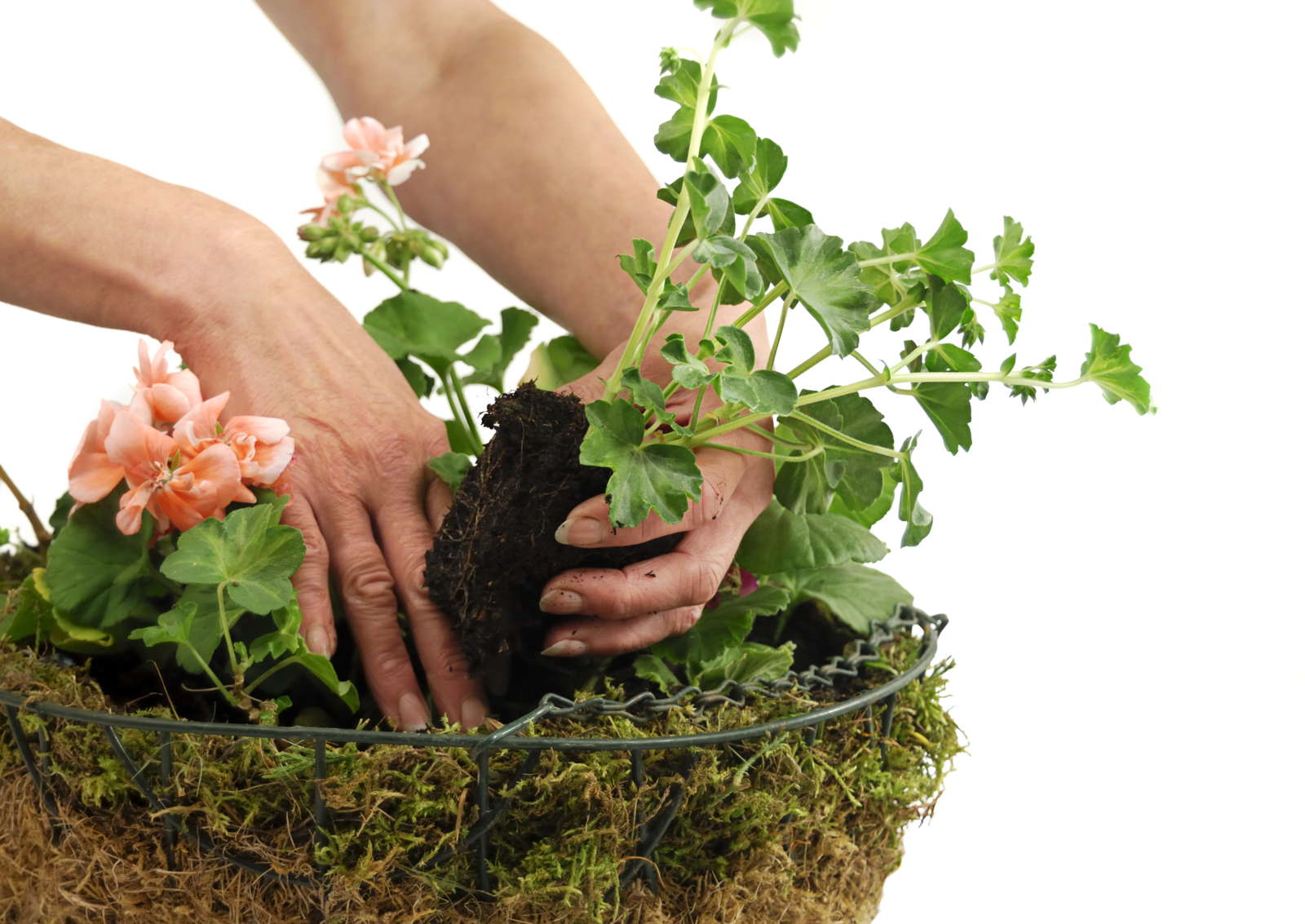 45+ Welche Blumen Kann Man Gut Mit Geranien Pflanzen, Auch das
