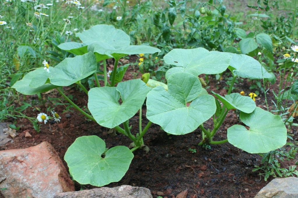 Gesunde Kürbispflanze im Beet Garten