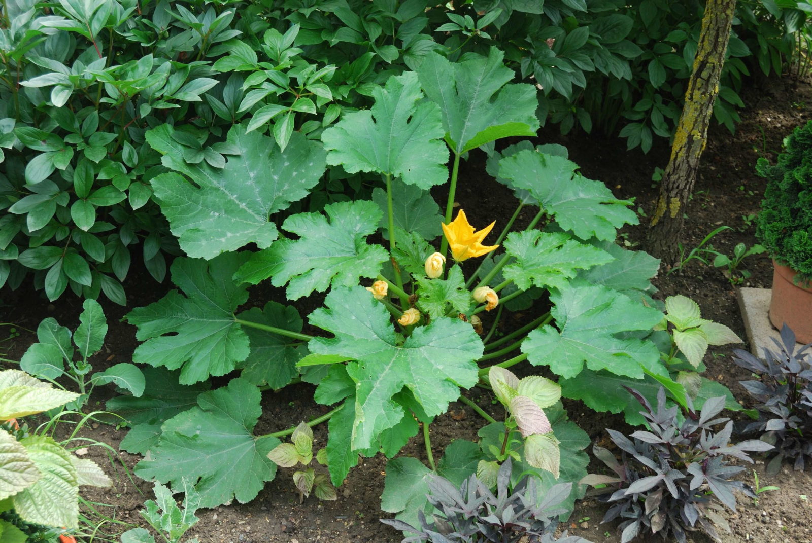 Zucchini Pflanzen Und Erfolgreich Anbauen Plantura