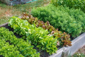 Asche Als Dunger Anwendung Von Holzasche Im Garten