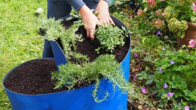 Kräuterhochbeet: Bepflanzen leichtgemacht