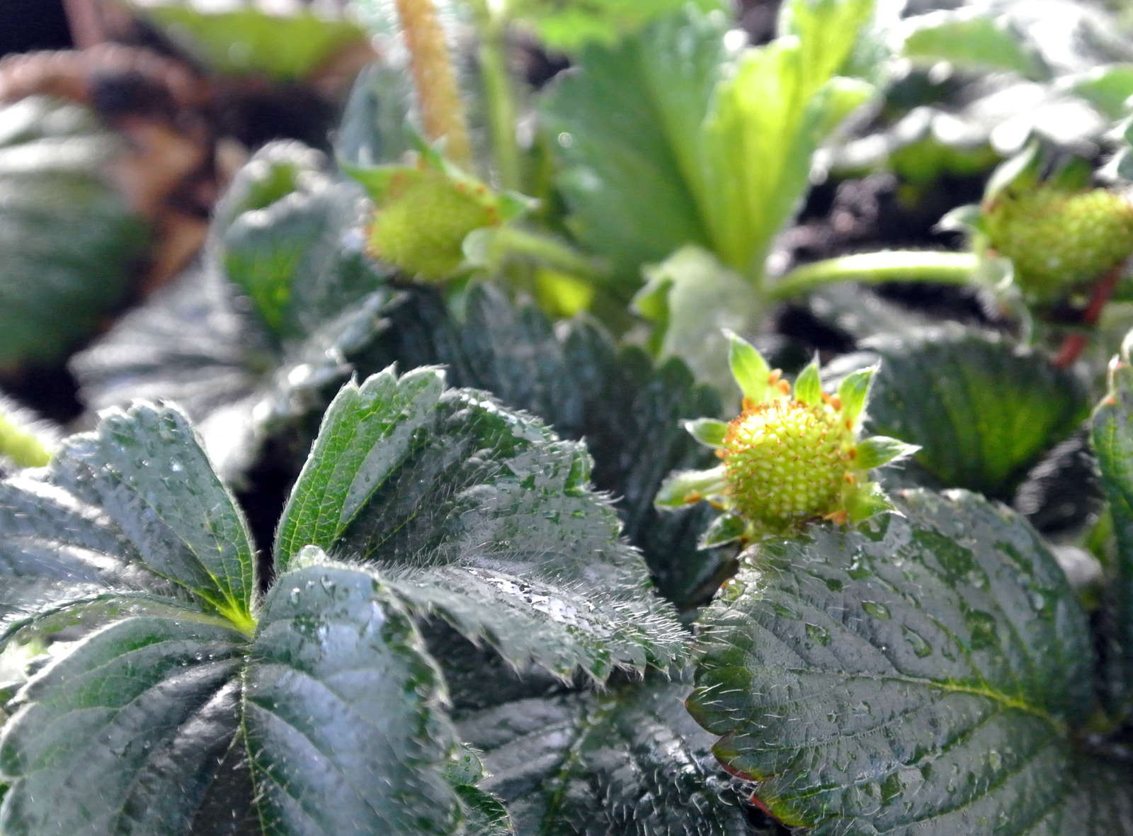 Erdbeeren überwintern und schneiden Plantura