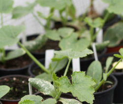 Jungpflanzen Zucchini