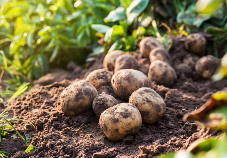 Kartoffel 'Linda' Das macht die Sorte besonders Plantura