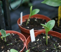 Keimlinge Zucchini