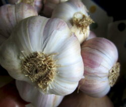 Knoblauch Getrocknet